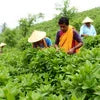 Lamato Tea Manufacturer India workers harvesting tea leaves in plantation for cafe vending