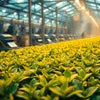 Tata Tea Gold Manufacturer India tea plantation with fresh green tea leaves for quality production