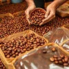 Continental Regular Blend Wholesale NCR coffee beans in brown color being scooped, ideal for vending and office use